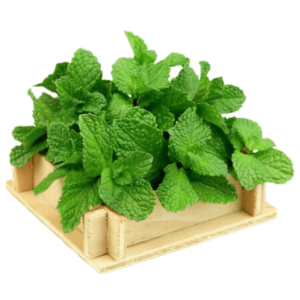 Podinah Jhangli (Thyme Leaves)