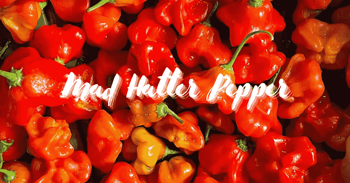 The Mad Hatter Pepper: A Complete Guide To Heat, Flavor