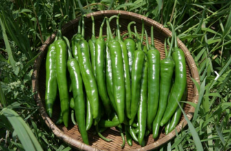 Cheonyang Chili Pepper