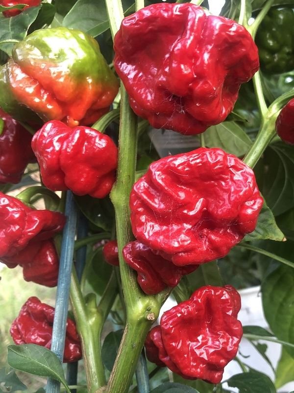 Dried Scotch Bonnet Peppers: The Bold Flavor Safari 2 Dried Scotch Bonnet Peppers