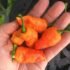 Wiri Wiri Pepper: Exploring the Fascinating World