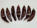 Mirasol Chili: A Flavorful and Radiant Ray of Sunshine in Your Dishes