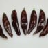 Dried Scotch Bonnet Peppers: The Bold Flavor Safari