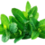 Podinah (Mint Leaves)