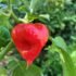 Thai Chili Honey: The Dynamic Elixir of Culinary Enchantment