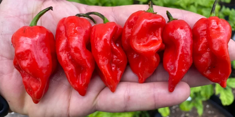 Naga Viper Pepper Unleashed: A Blazing and Scorching Delight