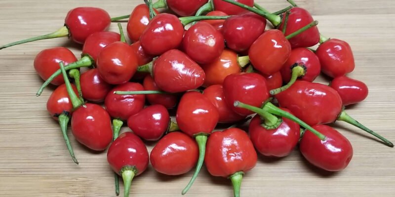 Wiri Wiri Pepper: Exploring the Fascinating World